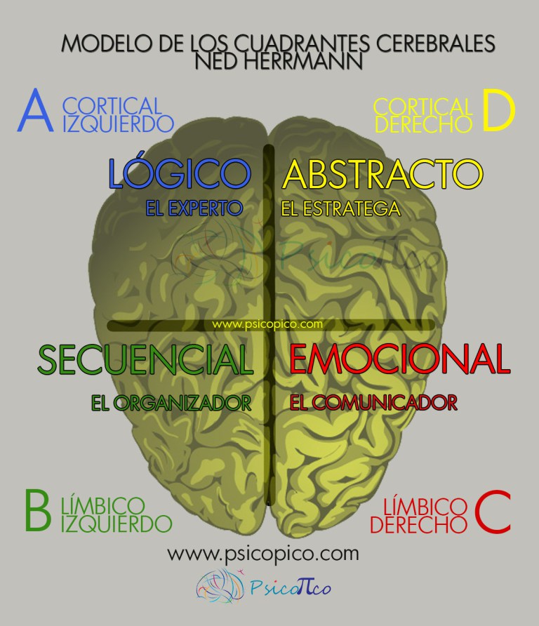 Preferencias Hemisféricas de Ned Herrmann | Ser Líder - Management y  Creatividad